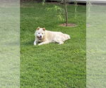 Small #3 Samoyed Mix