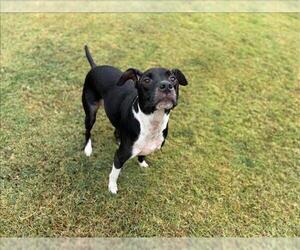 Labrador Retriever-Unknown Mix Dogs for adoption in Grovetown, GA, USA