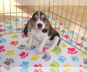 Beagle Puppy for sale in ORO VALLEY, AZ, USA