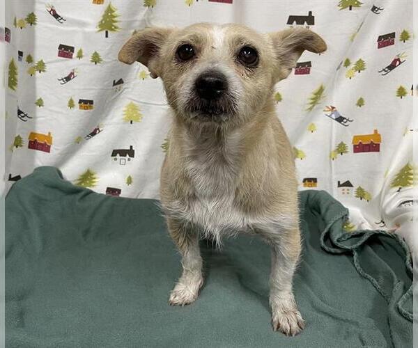 Medium Photo #1 Mutt Puppy For Sale in Modesto, CA, USA