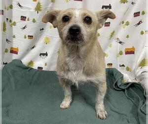 Mutt Dogs for adoption in Modesto, CA, USA