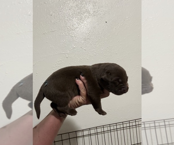 Medium Photo #1 Labrador Retriever Puppy For Sale in OSYKA, MS, USA