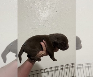 Labrador Retriever Puppy for sale in OSYKA, MS, USA