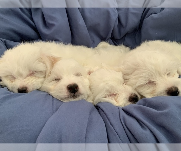 Medium Photo #2 Bichon-A-Ranian Puppy For Sale in GREENWOOD, IN, USA