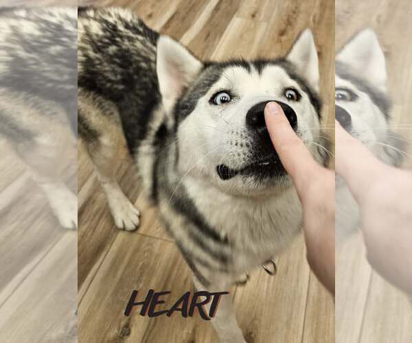 Medium Photo #4 Siberian Husky Puppy For Sale in Severn, MD, USA