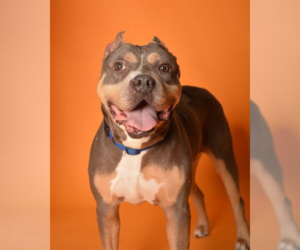 Medium Photo #2 American Staffordshire Terrier Puppy For Sale in Fort Lauderdale, FL, USA