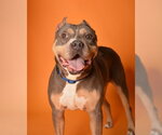 Small #1 American Staffordshire Terrier