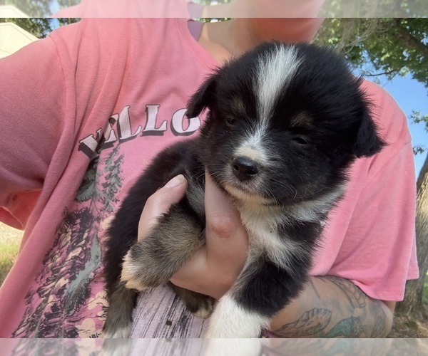 Medium Photo #1 Miniature Australian Shepherd Puppy For Sale in ADAIRSVILLE, GA, USA