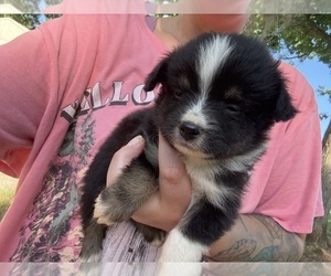 Medium Miniature Australian Shepherd