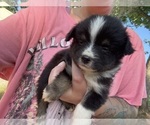 Puppy Puppy 1 Miniature Australian Shepherd