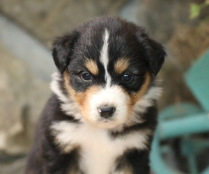 Australian Shepherd Puppy for Sale in WESTFIELD, Massachusetts USA