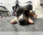 Small #2 Mutt