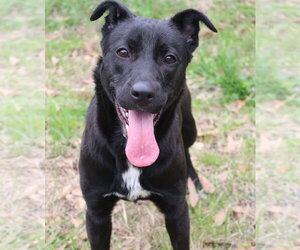 Roxie - Female Labrador Retriever-Unknown Mix Dog for Adoption - Photo #3