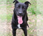 Small #2 Labrador Retriever Mix