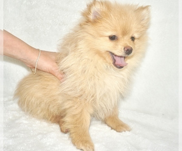 Medium Photo #1 Pomeranian Puppy For Sale in WEST BLOOMFIELD, MI, USA