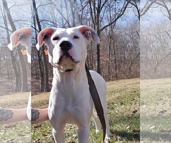 Medium Photo #21 Boxer-Unknown Mix Puppy For Sale in Germantown, OH, USA