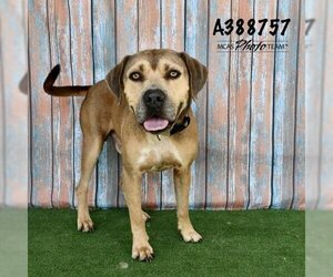 Mastiff-Unknown Mix Dogs for adoption in Conroe, TX, USA