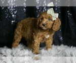 Small Photo #34 Cavapoo Puppy For Sale in WARSAW, IN, USA