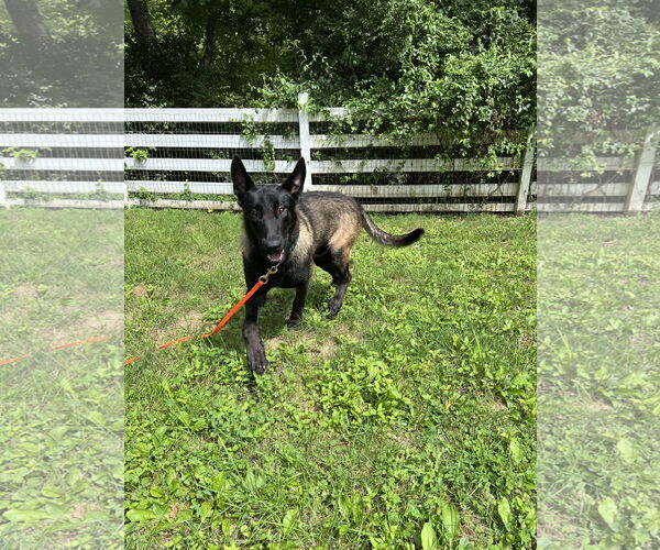 Medium Photo #6 Mutt Puppy For Sale in Stevens Point, WI, USA