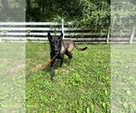 Small #5 Mutt