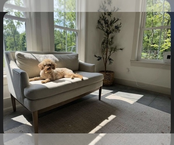 Medium Photo #1 Goldendoodle (Miniature) Puppy For Sale in HARTVILLE, OH, USA