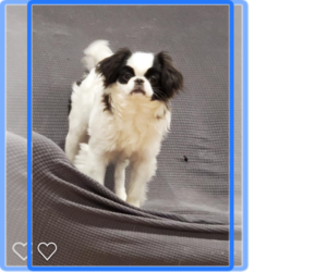 Mother of the Japanese Chin puppies born on 02/15/2024