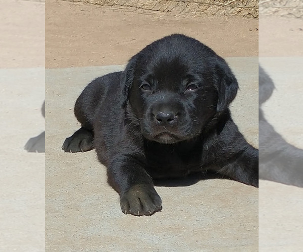 Medium Photo #1 Labrador Retriever Puppy For Sale in CALIENTE, CA, USA