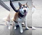 Small #1 Siberian Husky
