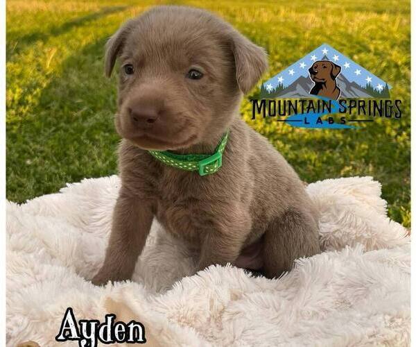 Medium Photo #7 Labrador Retriever Puppy For Sale in BATESVILLE, AR, USA