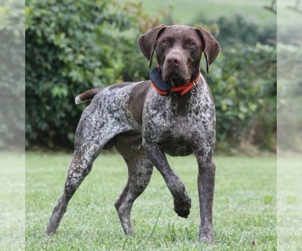 Medium Photo #1 German Shorthaired Pointer Puppy For Sale in DAYTON, VA, USA