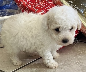 Poodle (Toy) Puppy for sale in BELDEN, MS, USA