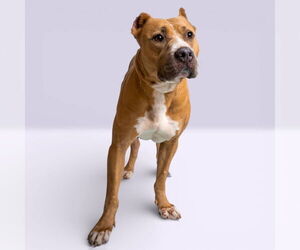 American Staffordshire Terrier-Unknown Mix Dogs for adoption in Rowlett, TX, USA