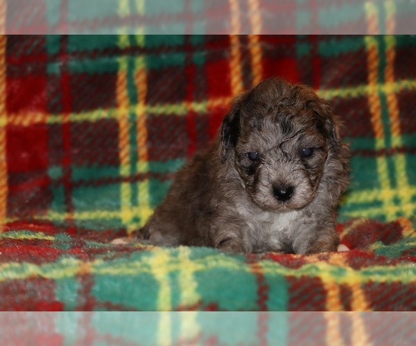 Medium Photo #3 Poodle (Toy) Puppy For Sale in DYERSBURG, TN, USA