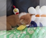 Small #10 Pembroke Welsh Corgi