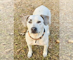 Mutt Dogs for adoption in Rockaway, NJ, USA