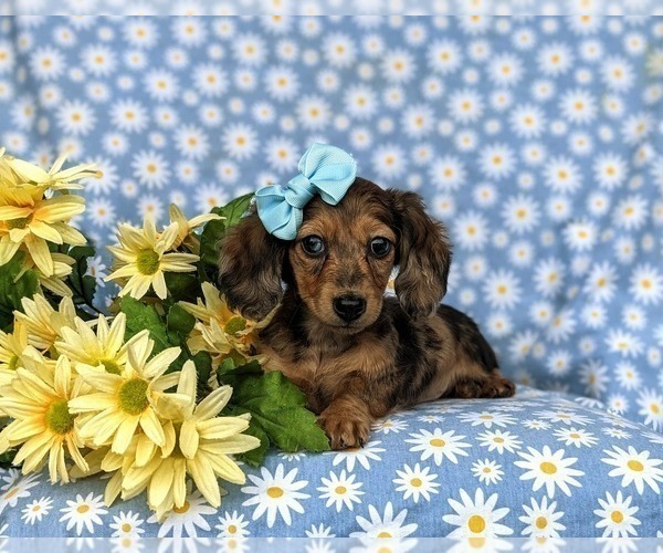 Medium Photo #6 Dachshund Puppy For Sale in LINCOLN UNIVERSITY, PA, USA