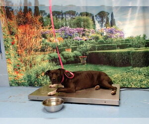 Mutt Dogs for adoption in Moreno Valley, CA, USA