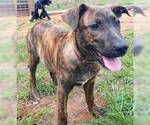 Small #3 Catahoula Leopard Dog-Labrador Retriever Mix
