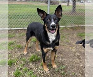 German Shepherd Dog-Unknown Mix Dogs for adoption in Modesto, CA, USA
