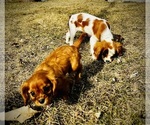 Small Photo #7 Cavalier King Charles Spaniel Puppy For Sale in BROOKLYN PARK, MN, USA