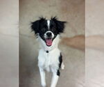 Small #1 Chihuahua