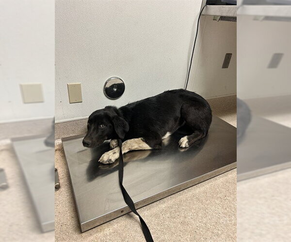 Medium Photo #1 Shepradors Puppy For Sale in Bakersfield, CA, USA