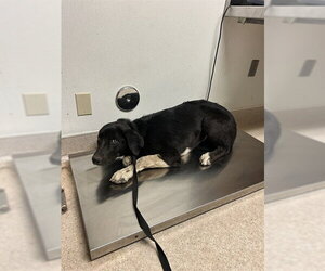 Shepradors Dogs for adoption in Bakersfield, CA, USA