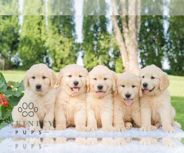 Medium Photo #2 Golden Retriever Puppy For Sale in NEWPORT, PA, USA