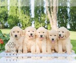 Small #1 Golden Retriever