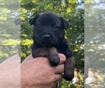 Puppy Jellybean Belgian Malinois