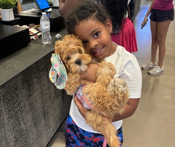 Medium Photo #7 Cock-A-Poo Puppy For Sale in WHITE PLAINS, MD, USA