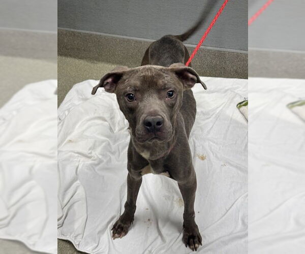 Medium Photo #1 American Pit Bull Terrier-Unknown Mix Puppy For Sale in Las Vegas, NV, USA