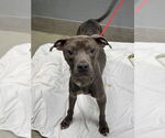 Small American Pit Bull Terrier Mix