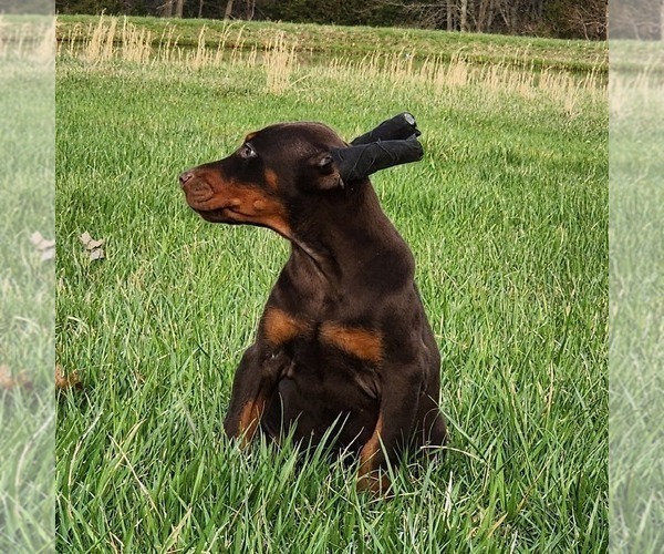 Medium Photo #2 Doberman Pinscher Puppy For Sale in MARYSVILLE, IN, USA